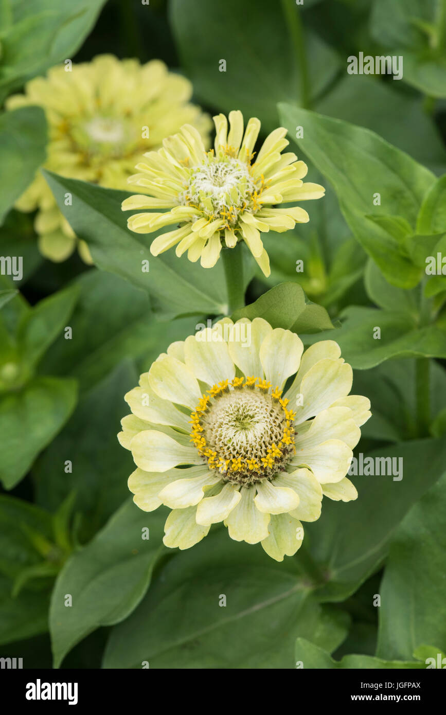 Zinnie Hybrida. Zinnia Elegans "Königin Lindenblüten" Stockfoto