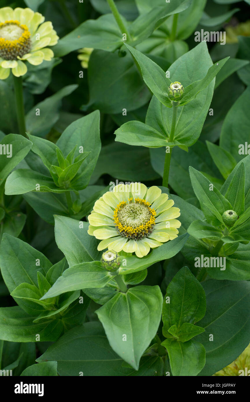 Zinnie Hybrida. Zinnia Elegans "Königin Lindenblüten" Stockfoto