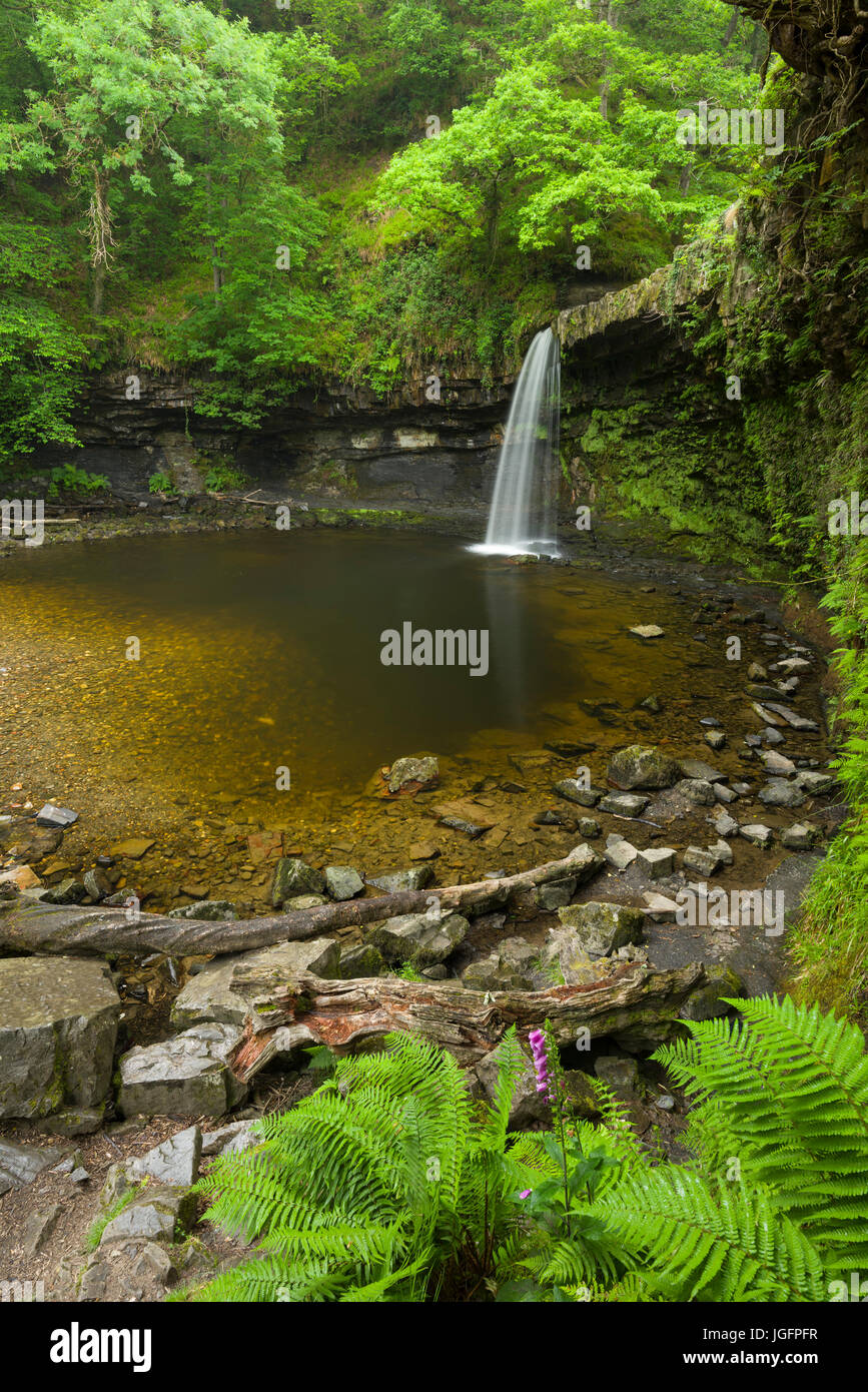 Der Wasserfall Sgwd Gwladus (Lady's Falls) auf der Afon Pyrddin im Bannau Brycheiniog (Brecon Beacons) National Park in der Nähe von Pontneddfechan, Powys, Wales. Stockfoto