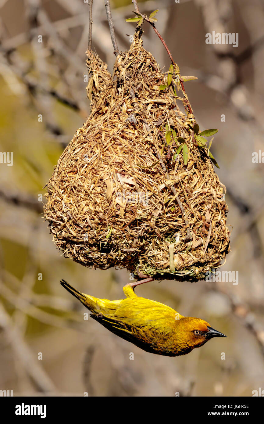 Männlichen Kap Weber (Ploceus Capensis) von seinem neu gebauten Rasen Nest hängen. Stockfoto