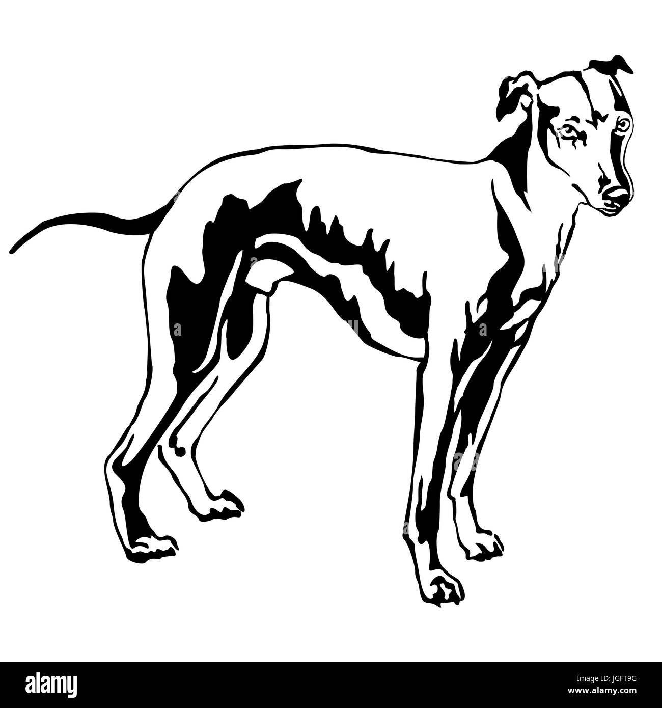 Dekoratives Porträt von stehen im Profil Hund Whippet (Anblick Bracke), Vektor-isolierte Illustration in schwarzer Farbe auf weißem Hintergrund Stock Vektor