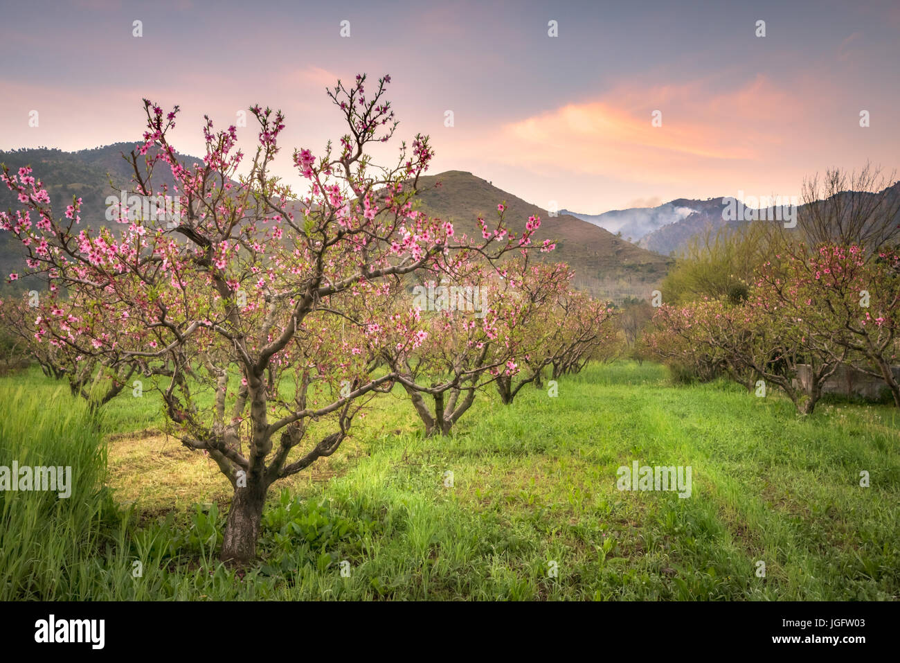 Blick auf schönen blühenden Frühling Bäume in Pfirsich-Obstgarten, Swat, Pakistan Stockfoto