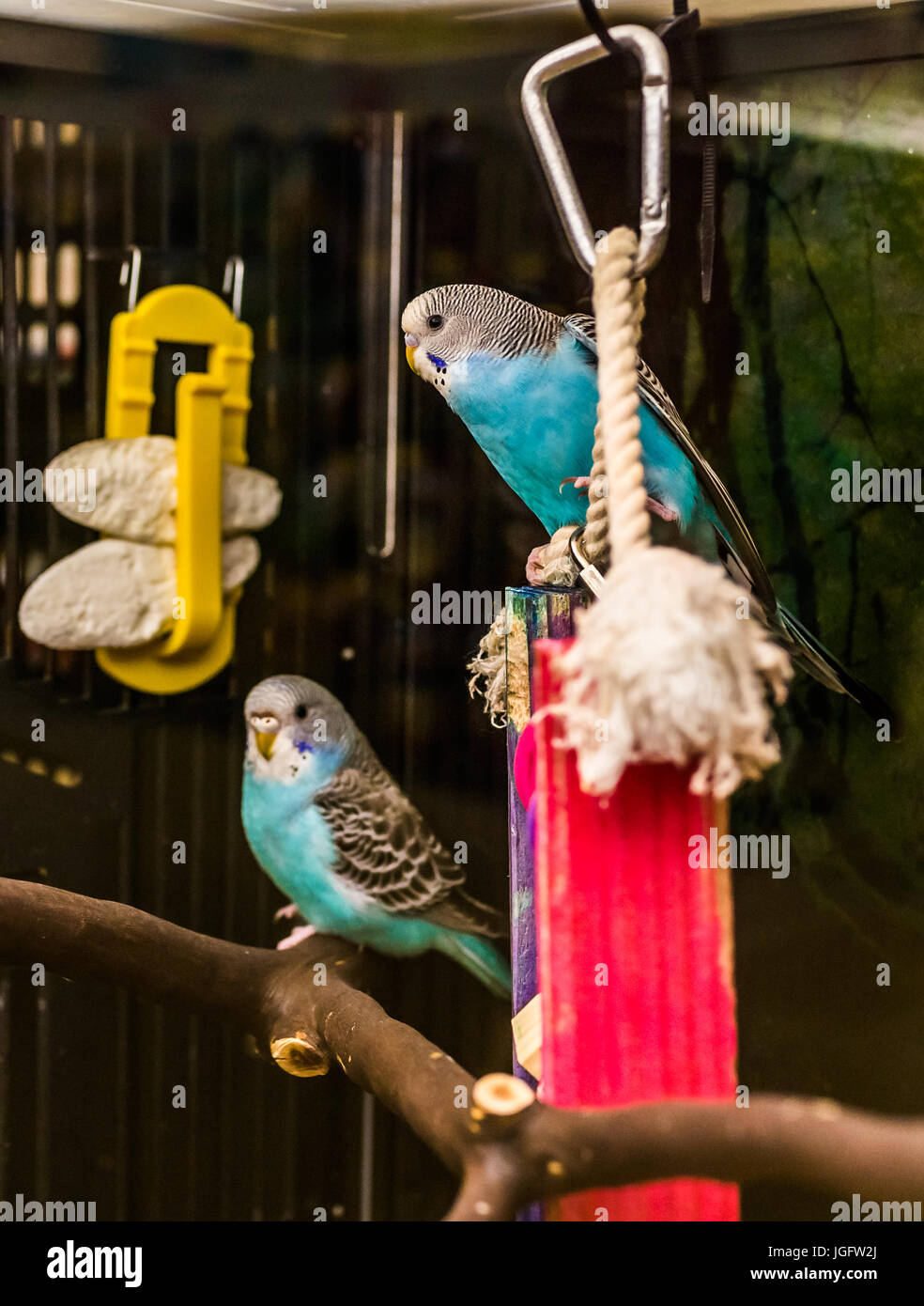 Zwei blaue Sittiche thront auf hölzernen Ästen im Vogelkäfig Stockfoto