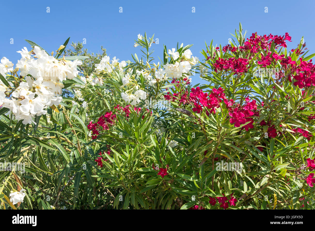 Nerium Oleander Busch, Beach Road, Malia, Heraklion Region, Kreta (Kriti), Griechenland Stockfoto