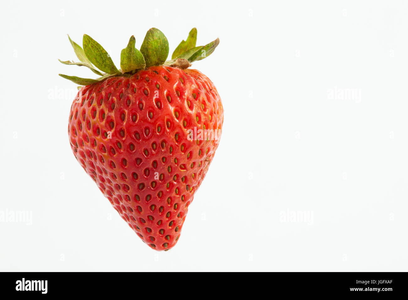 Erdbeere (Fragaria Ananassa) isoliert auf weißem Hintergrund Stockfoto
