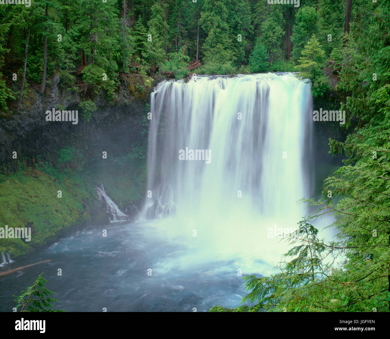 USA, Oregon, Willamette National Forest, McKenzie River stürzt über Koosah Wasserfälle im Frühling. Stockfoto