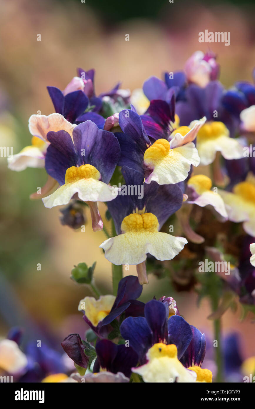 Nemesia X hybrida. Nemesia 'Aroma von Pflaumen und Pudding' Blumen. Aroma-Serie Stockfoto