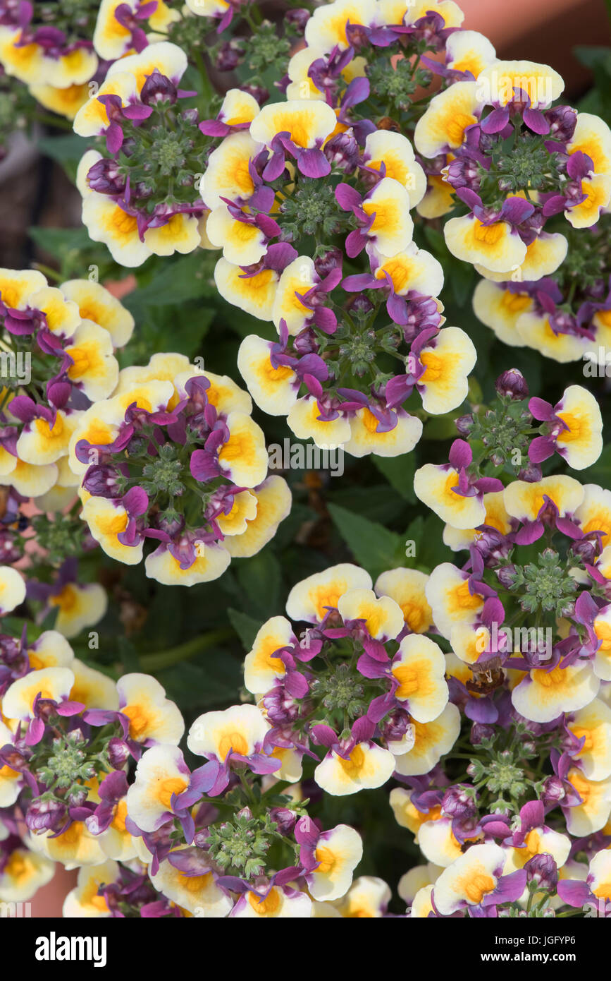 Nemesia X hybrida. Nemesia "Aroma Rhabarber & Pudding" Blumen von oben. Aroma-Serie Stockfoto