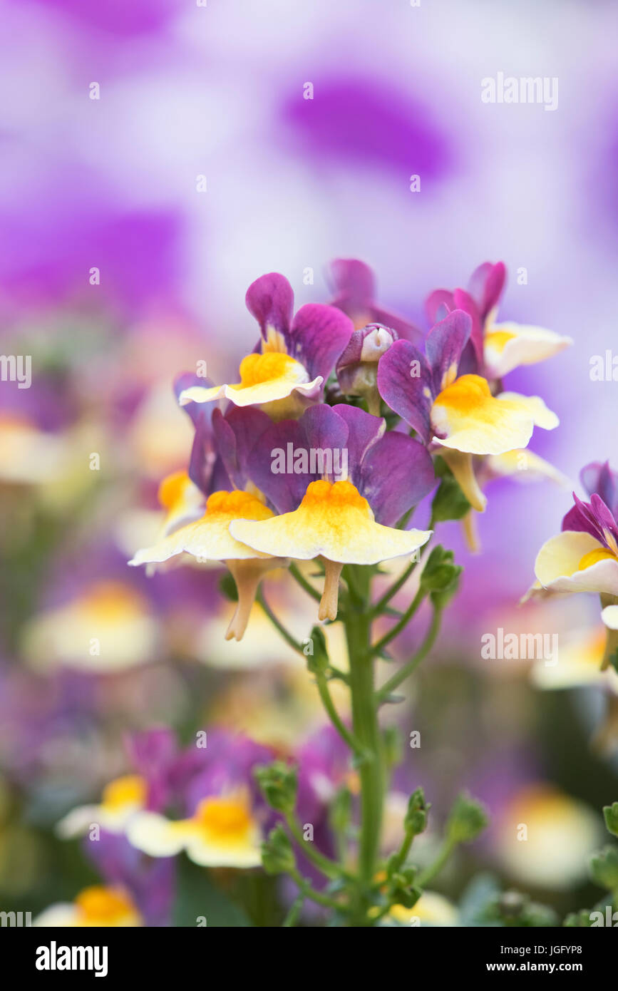Nemesia X hybrida. Nemesia "Aroma Rhabarber & Pudding" Blumen. Aroma-Serie Stockfoto