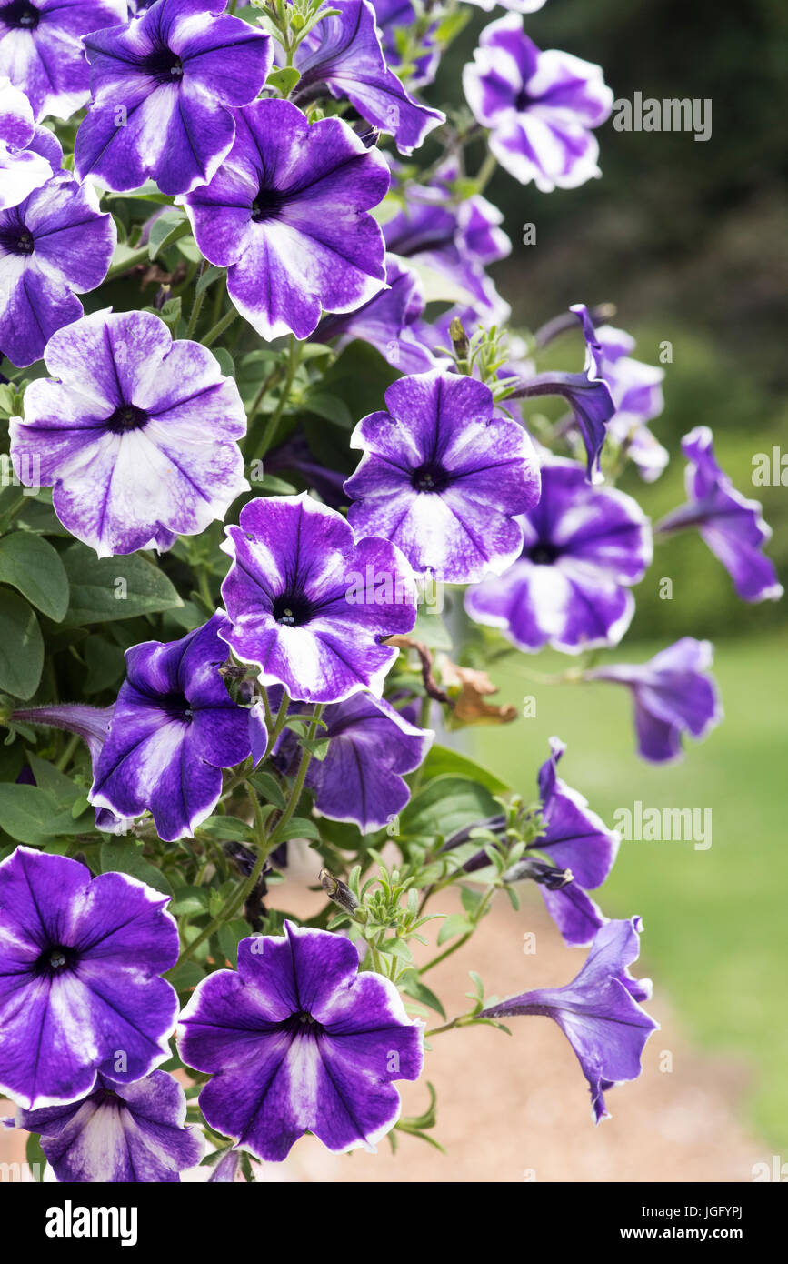 Petunien-Designer Inksplash Blumen in einer Blumenampel. Designer-Serie Stockfoto