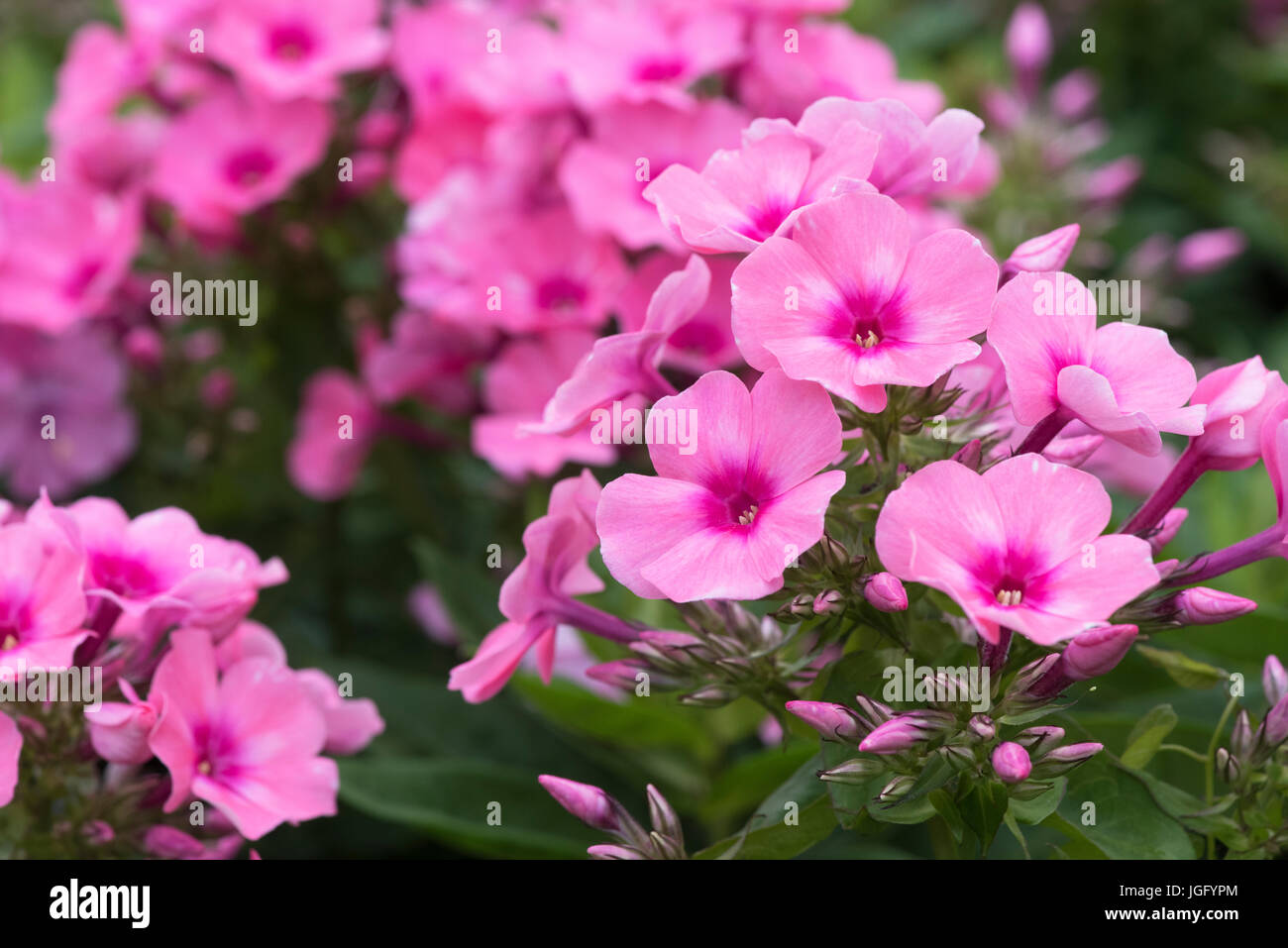 Phlox Paniculata 'Bareleven'. Phlox rosa Flamme Licht Blumen Stockfoto
