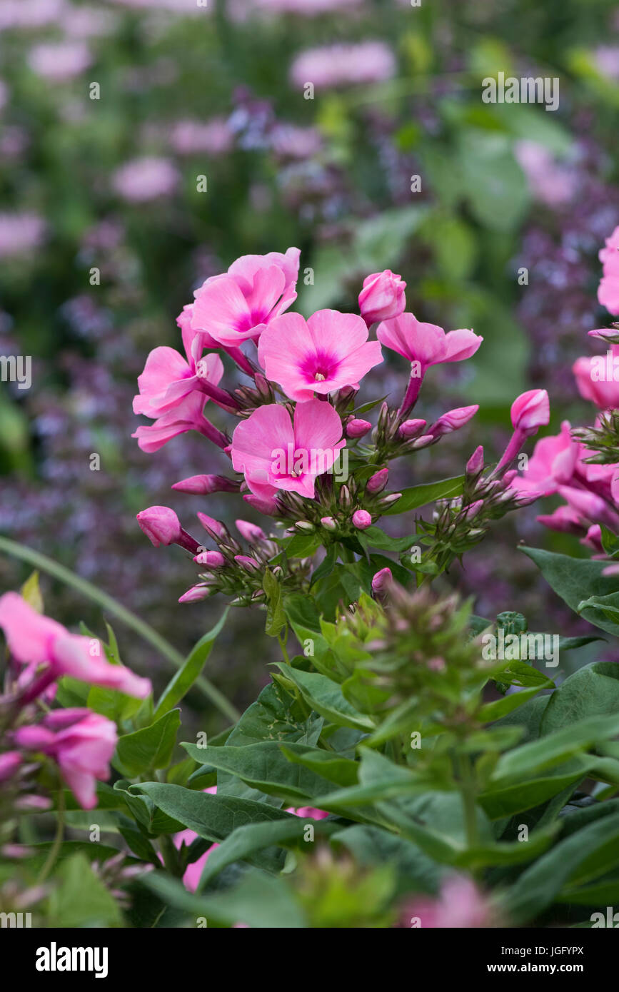 Phlox Paniculata 'Bareleven'. Phlox rosa Flamme Licht Blumen Stockfoto