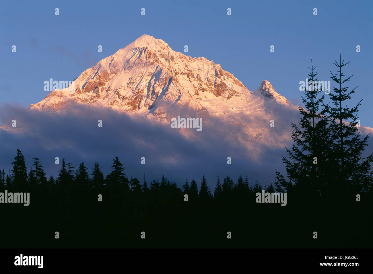 USA, Oregon, Mount Hood National Forest, Abendlicht definiert Herbst Neuschnee auf der nordwestlichen Seite des Mount Hood über dem Nebel und Koniferen. Stockfoto