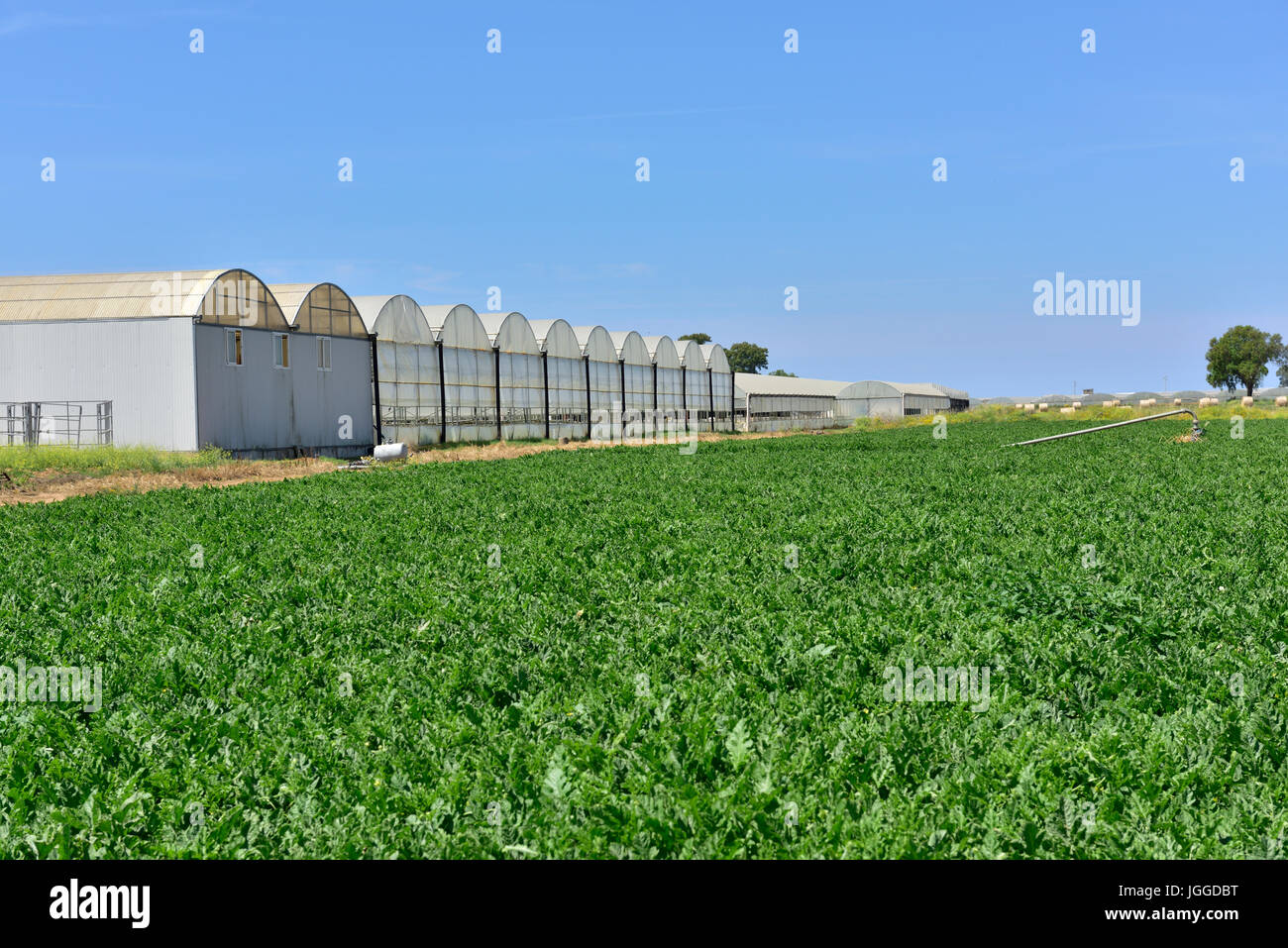 Junge Wassermelone Pflanzen im Bereich der kommerziellen Züchter mit Gewächshäusern hinaus Provinz Latina, Italien Stockfoto