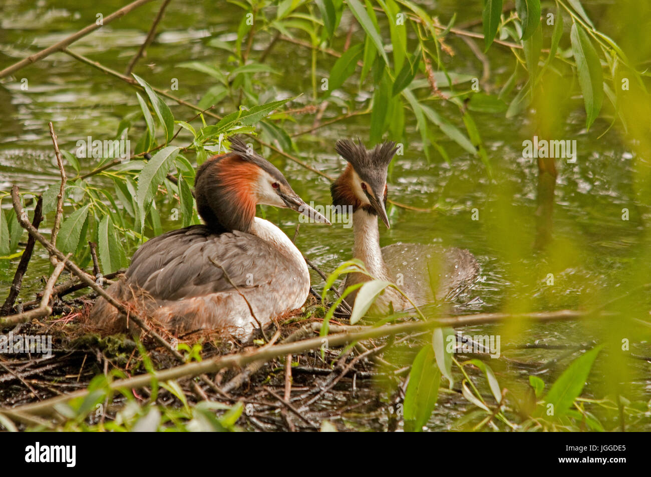 Great Crested Grebe Nest Stockfoto