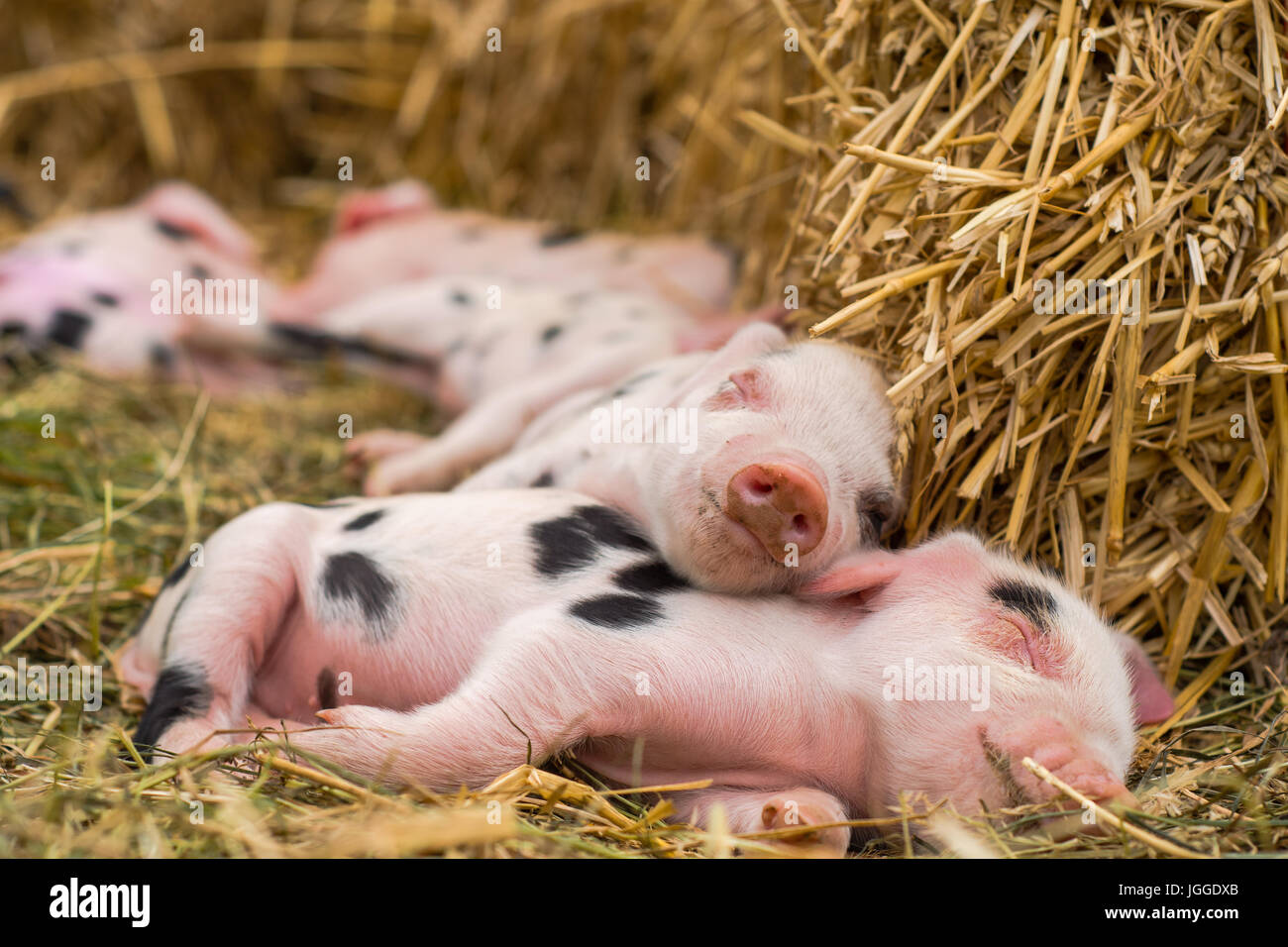 Oxford Sandy und schwarzen Ferkel schlafen. Vier Tage alten Hausschweine im Freien, mit schwarzen Flecken auf rosa Haut Stockfoto