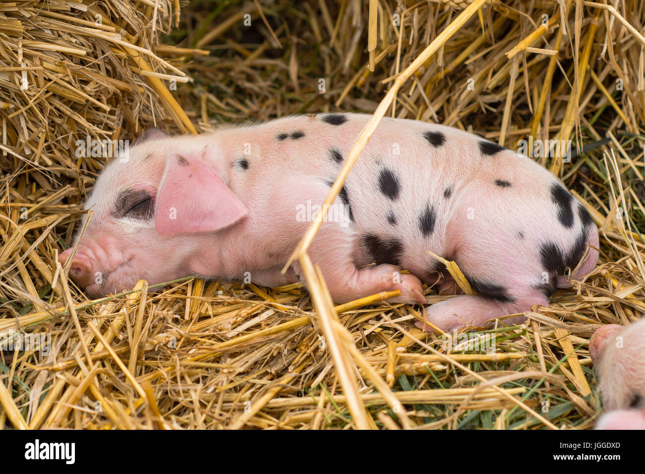 Oxford Sandy und schwarzen Ferkel eingeschlafen. Vier Tage alten Hausschweine im Freien, mit schwarzen Flecken auf rosa Haut Stockfoto