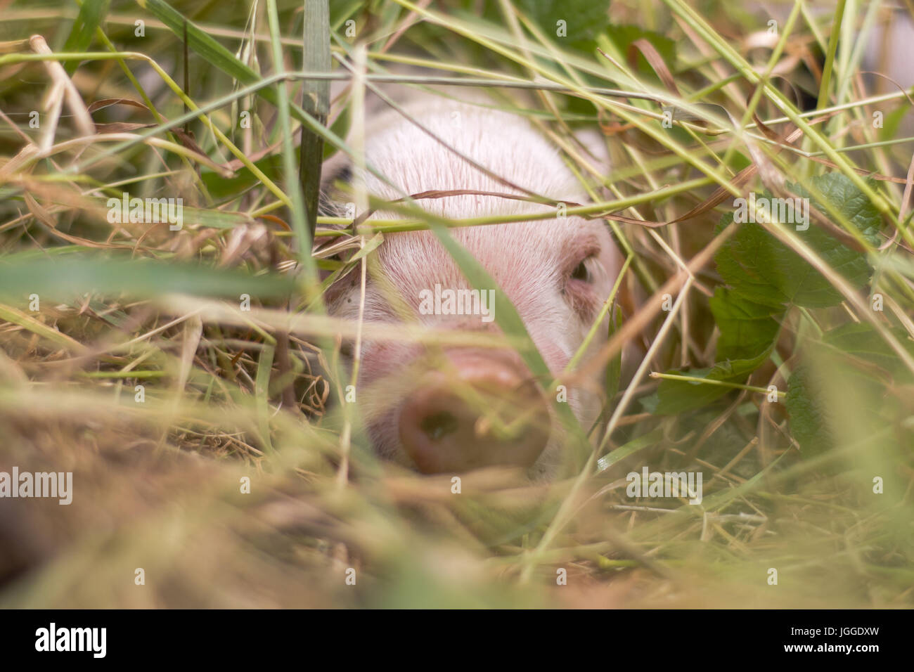 Ferkel Gras versteckt. Vier Tage alten Hausschweine im Freien, mit schwarzen Flecken auf rosa Haut Stockfoto