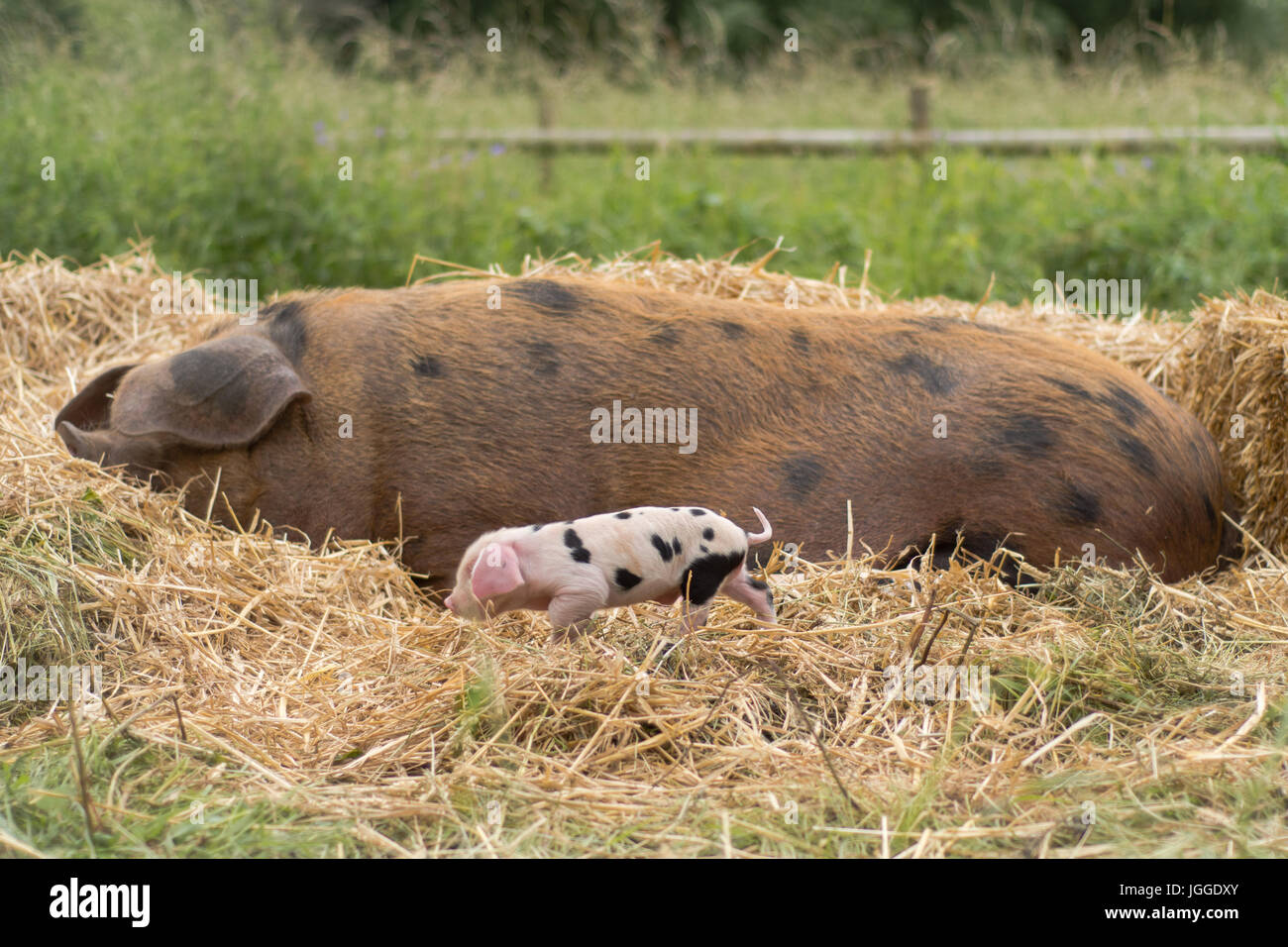 Oxford Sandy und schwarze Sau und Ferkel. Vier Tage alten Hausschweine im Freien, mit schwarzen Flecken auf rosa Haut Stockfoto