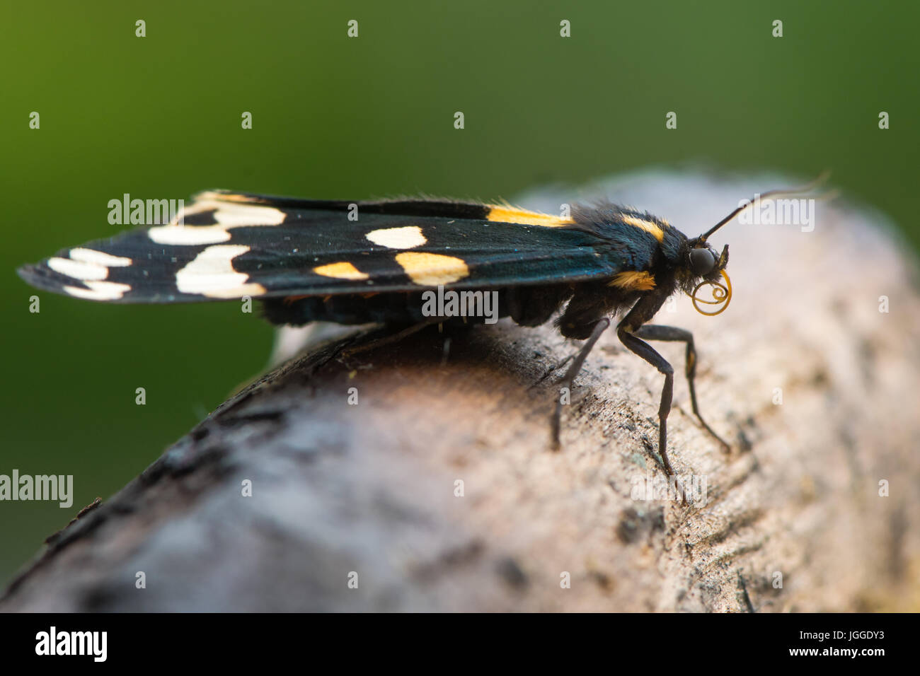 Scharlachrote Tiger Moth (Art Dominula) Profil zu ausruhen. Bunten britische Insekt in der Familie Erebidae, zuvor Arctiidae, auf Holz Stockfoto