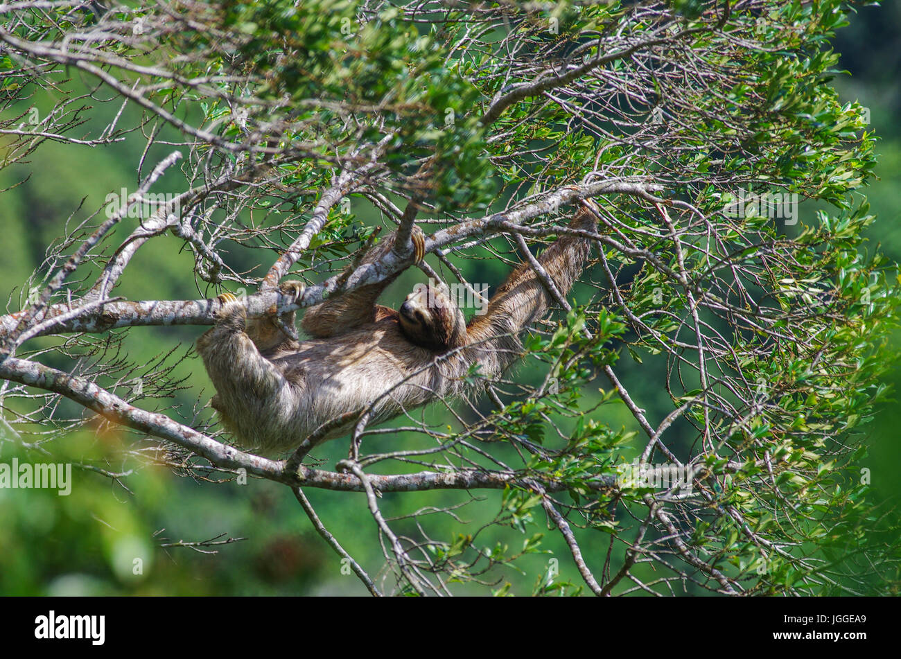 Dreifingerfaultier Wildlife Aufnahme in Panama Stockfoto