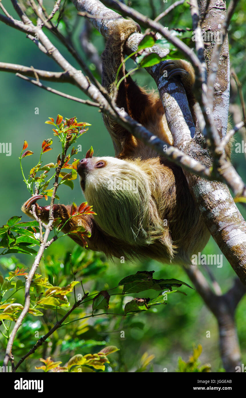 Hoffmanns zwei – Finger Faultier in einem Baum Fütterung von Wildtieren Aufnahme in Panama Stockfoto