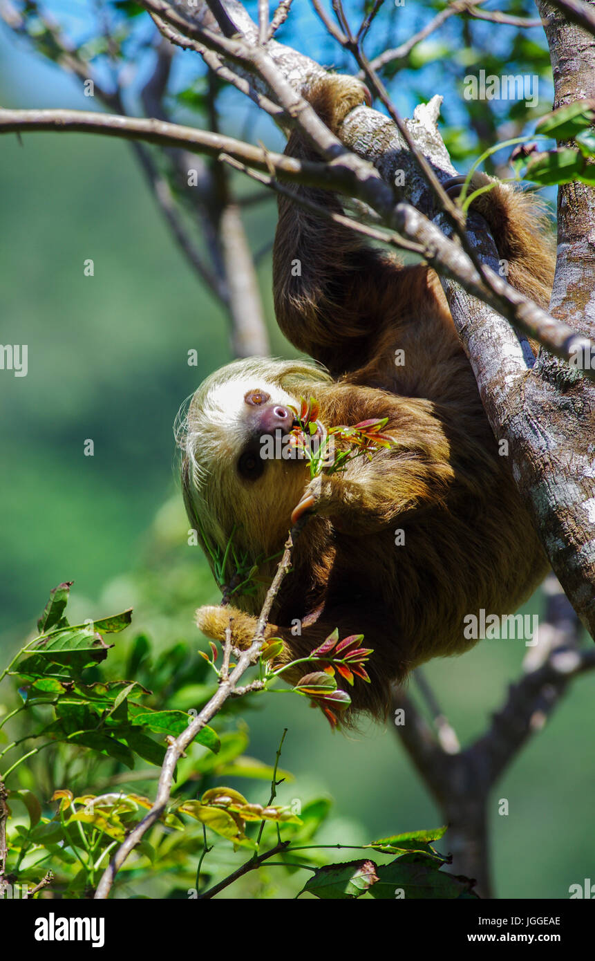 Hoffmanns zwei – Finger Faultier in einem Baum Fütterung von Wildtieren Aufnahme in Panama Stockfoto