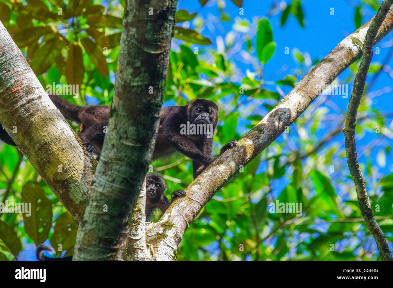 Brüllaffen Wildlife Aufnahme in Panama Stockfoto