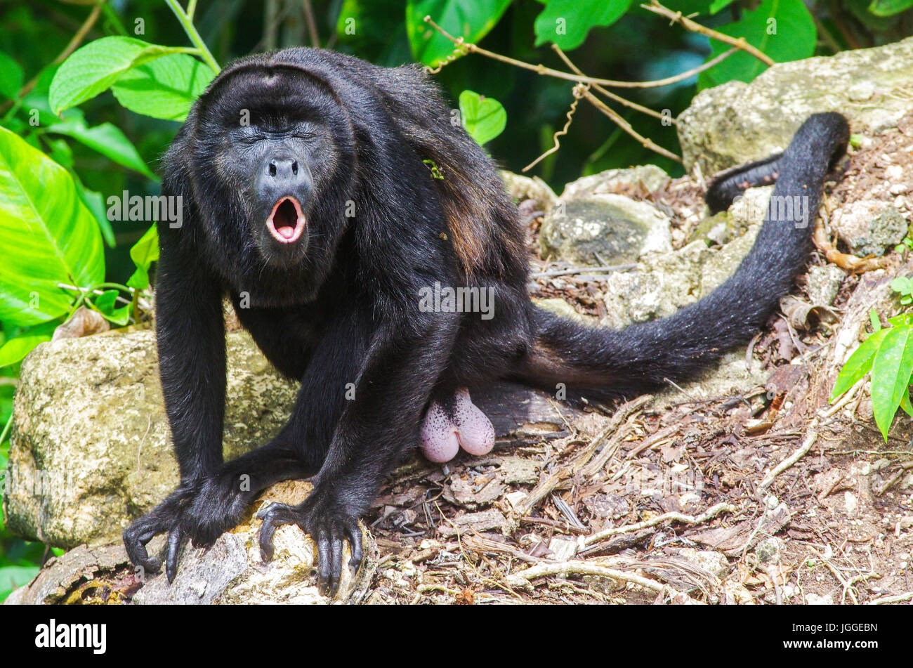 Brüllaffen Wildlife Aufnahme in Panama Stockfoto