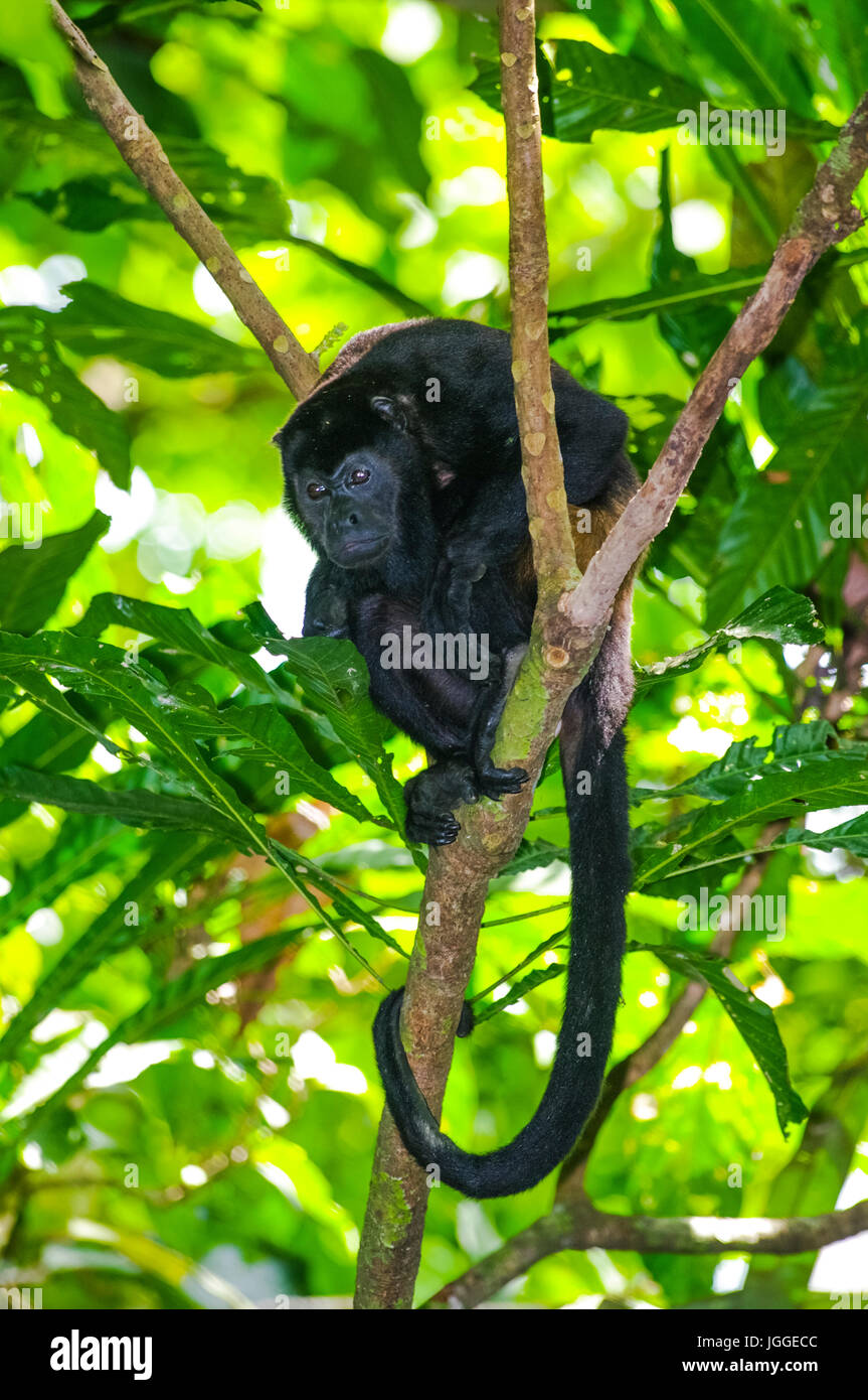 Brüllaffen Wildlife Aufnahme in Panama Stockfoto
