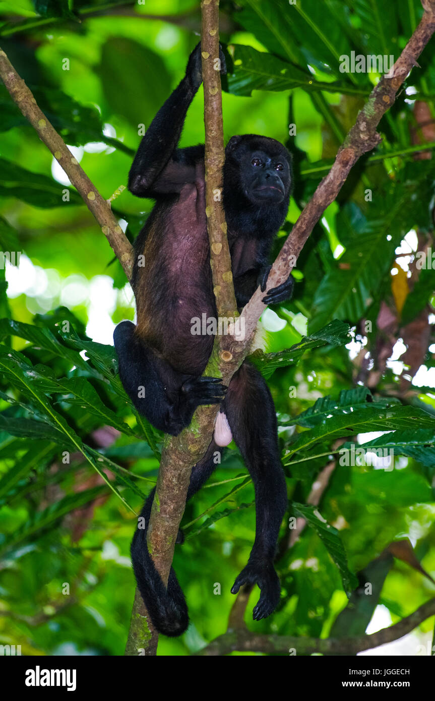 Brüllaffen Wildlife Aufnahme in Panama Stockfoto