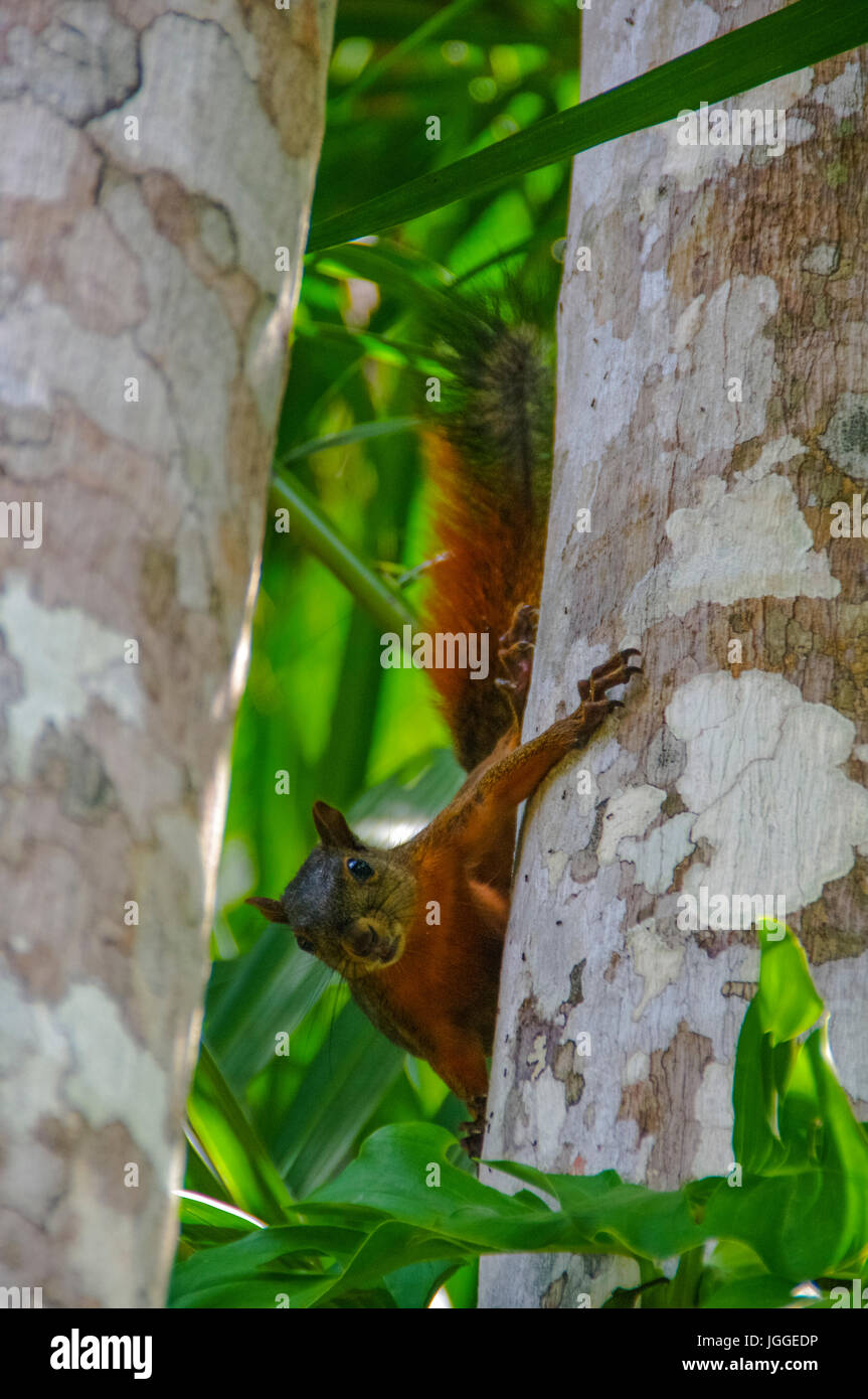 Red tailed Eichhörnchen schaut uns hinter einem Baum Stockfoto