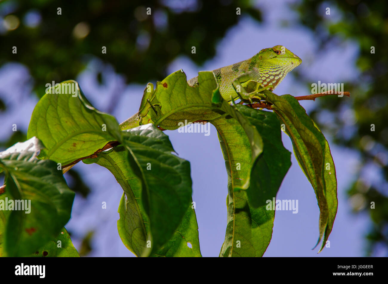 Grüner Leguan Wildlife Aufnahme in Panama Stockfoto