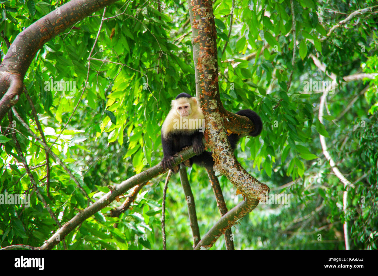 Gescheckte Kapuziner-Affen in einem Regenwald Baum Wildlife Aufnahme in Panama Stockfoto