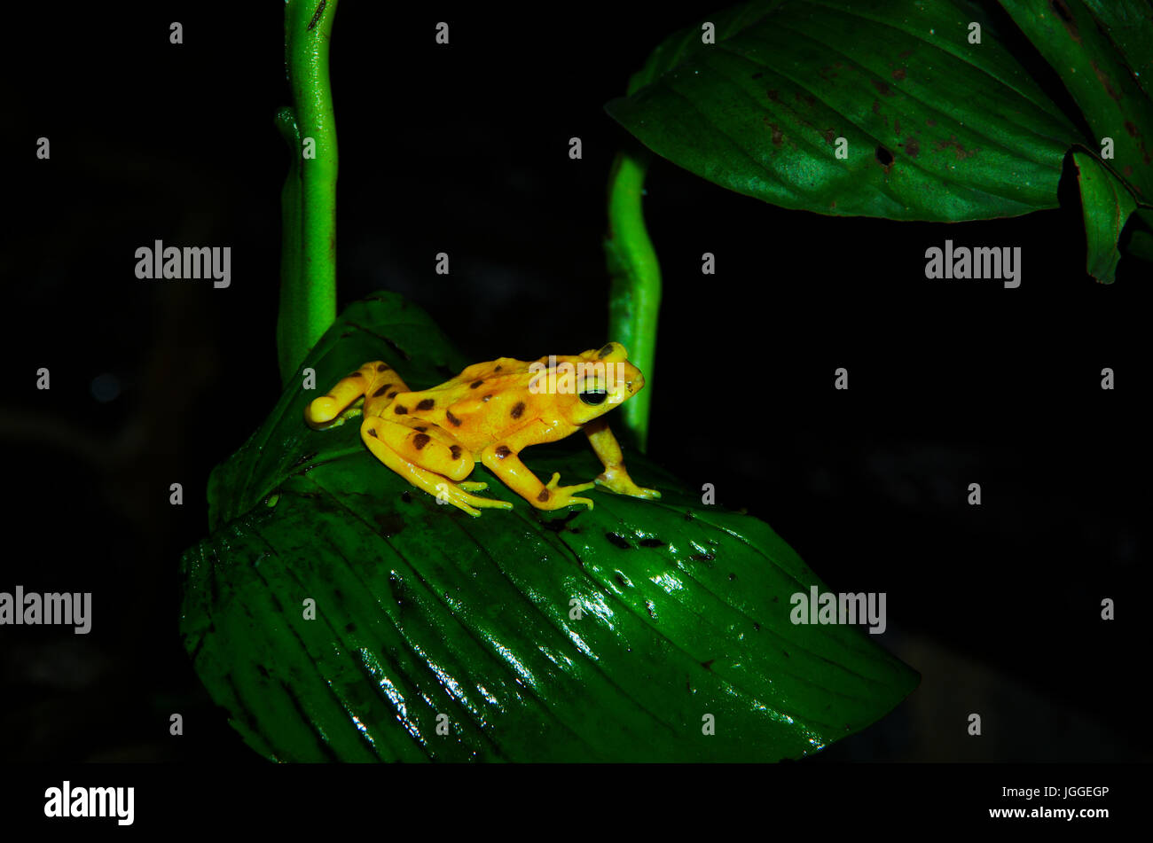 Golden Frog Wildlife Aufnahme in Panama Stockfoto