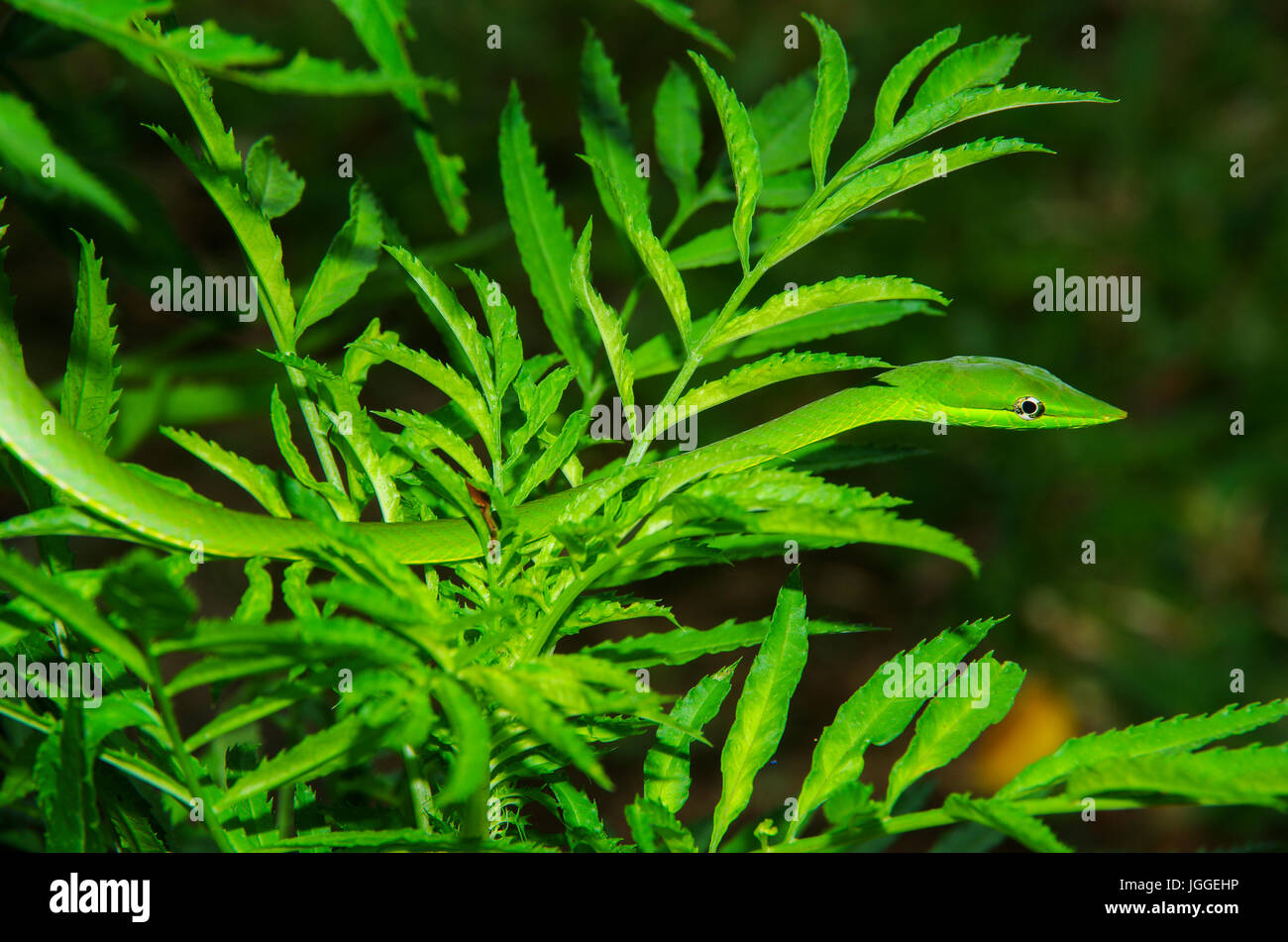 grüne Ranke Schlange in einen grünen Busch Wildlife Aufnahme in Panama Stockfoto