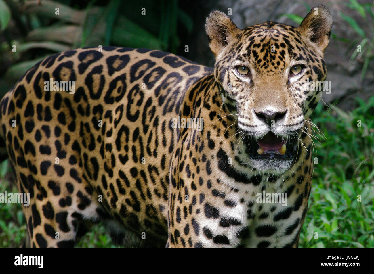 Wilde Raubkatze Jaguar Panthera Onca Wildlife Aufnahme in Panama Stockfoto