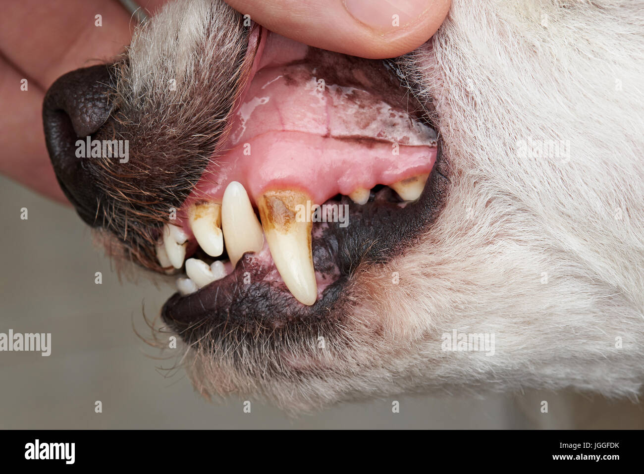 Makro der Pudel Hund Zahn. Dental Hund Check Thema Stockfoto