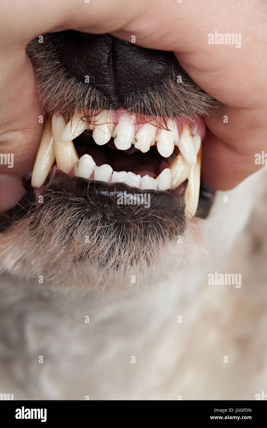 Nahaufnahme der Hund Zahn. Tierarzt Zahnarzt Service Thema Stockfoto