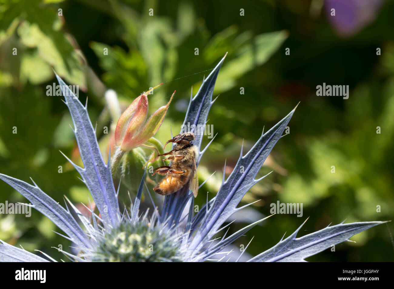 Chihuly Garten und Glas, Seattle Center, Washginton Zustand Stockfoto