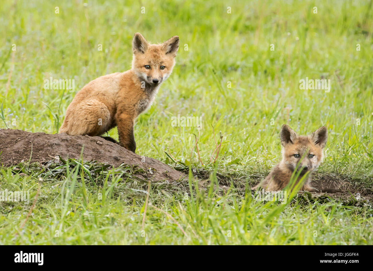 Rotfuchs Welpen bei Den, Frühling, Alaska Stockfoto