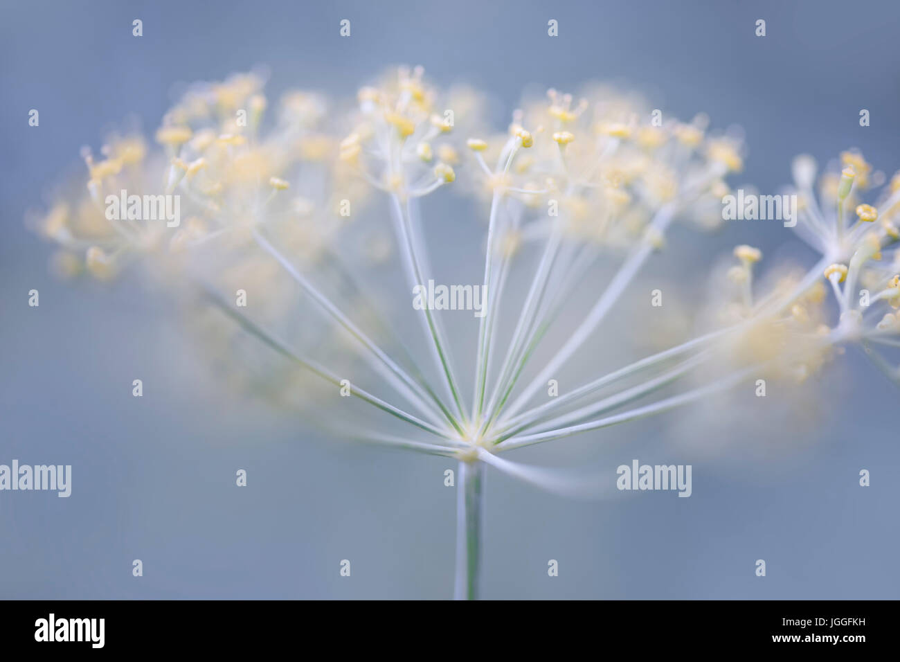 Makro Nahaufnahme der Blüte Dill Kraut Cluster wachsen im Garten Stockfoto