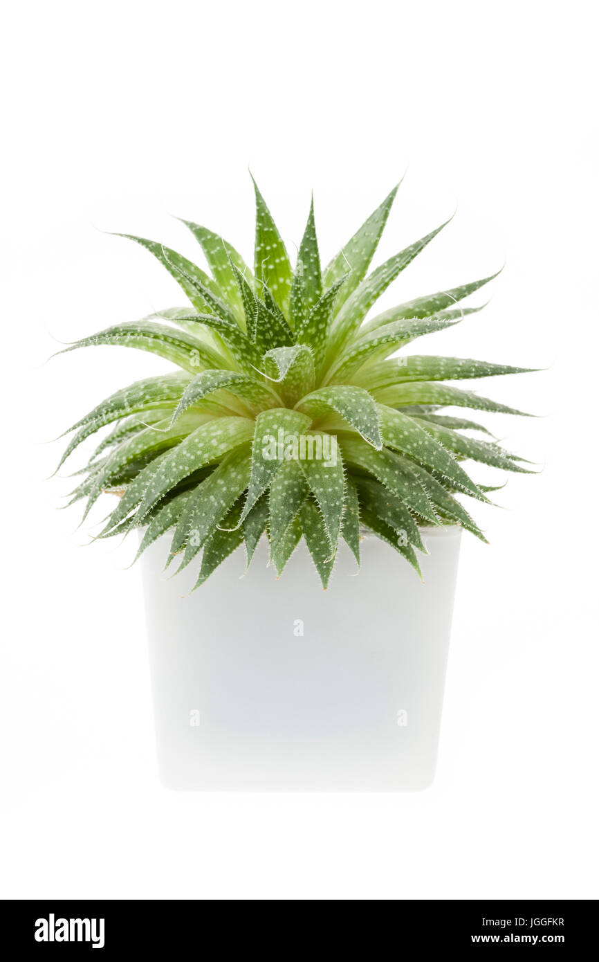 Sukkulenten Zimmerpflanze Aloevera in einem Topf isoliert auf weißem Hintergrund Stockfoto