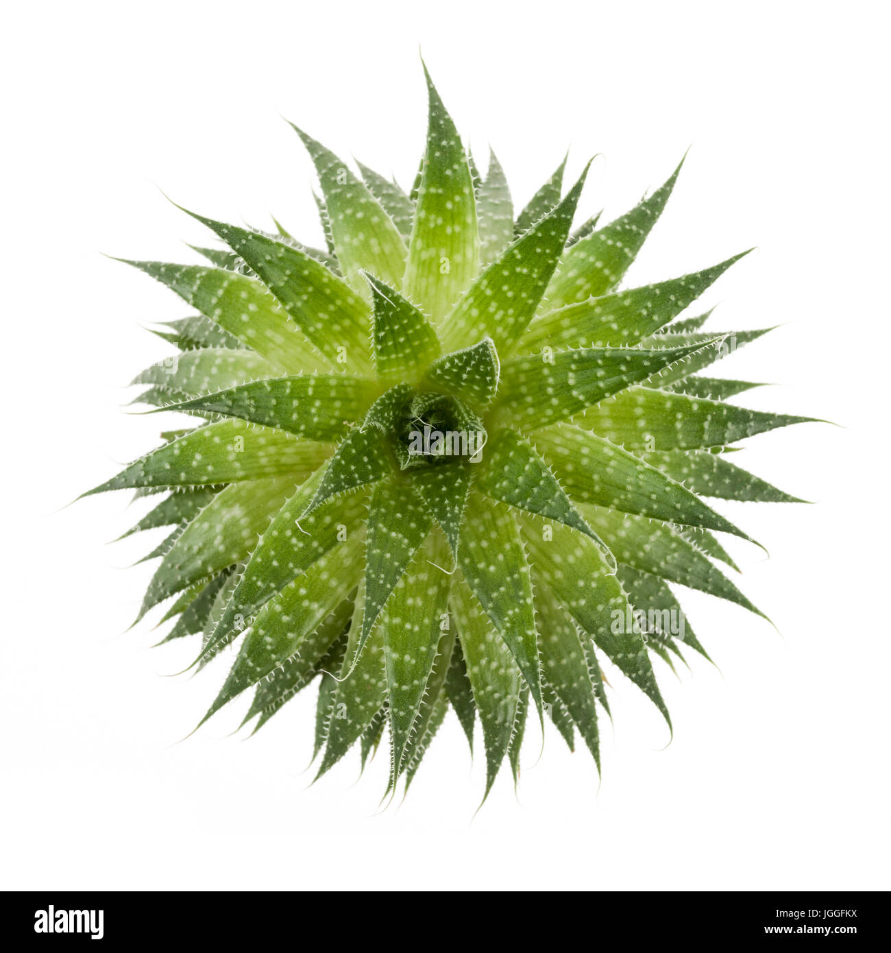 Sukkulenten Zimmerpflanze Aloevera von oben isoliert auf weißem Hintergrund Stockfoto
