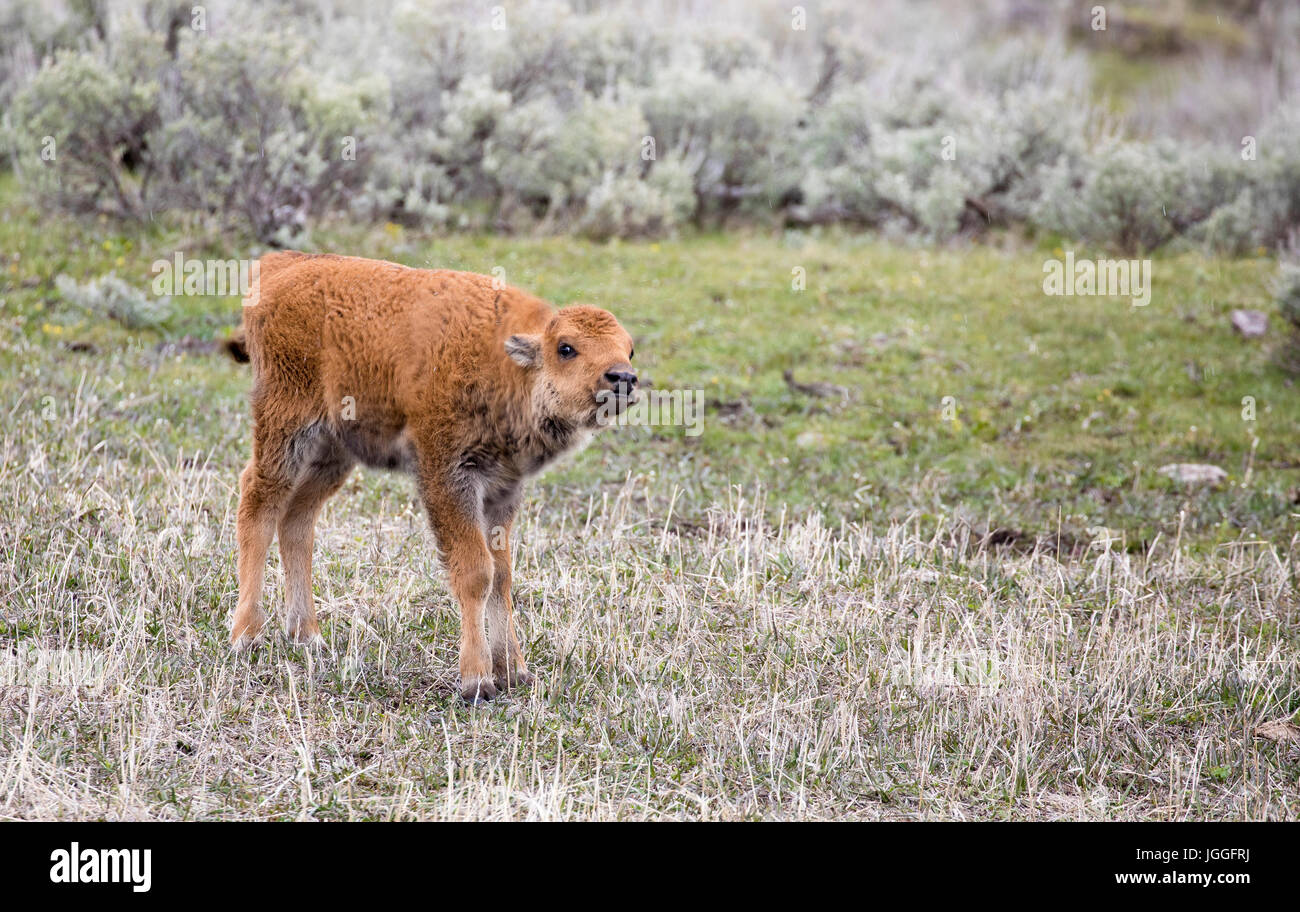 Rote junge Bisons Hund Kalb mit Nase oben im Yellowstone Stockfoto