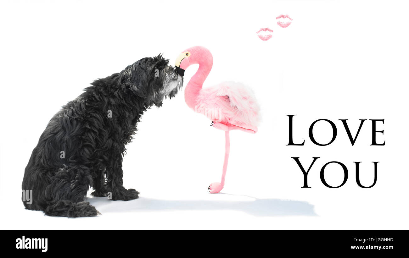 Schwarzer Hund mit langen Mantel küsst Flamingo Küsse und text Stockfoto