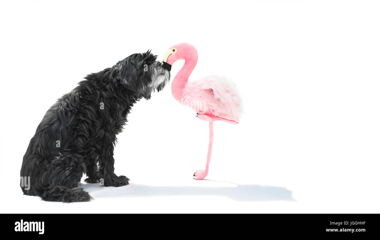 Schwarzer fuzzy Hund küsst Flamingo aus Plüsch Stockfoto