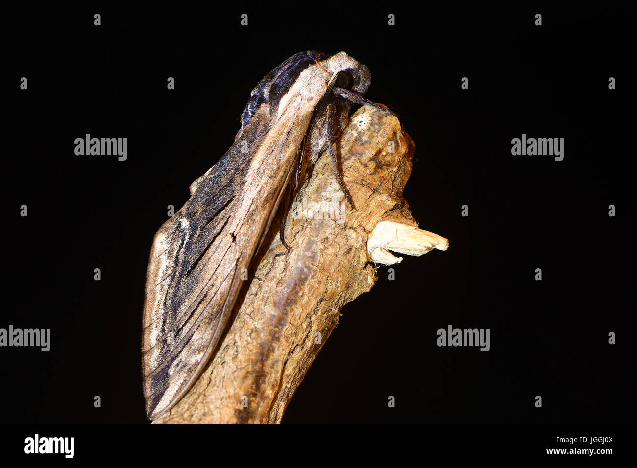 Liguster Hawk-Moth (Sphinx Ligustri) im Profil auf schwarz. Großen britischen Hawk-Moth in der Familie Sphingidae gefährdet auf abgestorbenem Holz Stockfoto