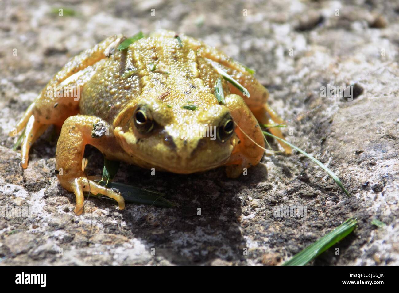 Kleine gelbe und braune Frosch sitzt auf einem Stein in der Sonne. Stockfoto