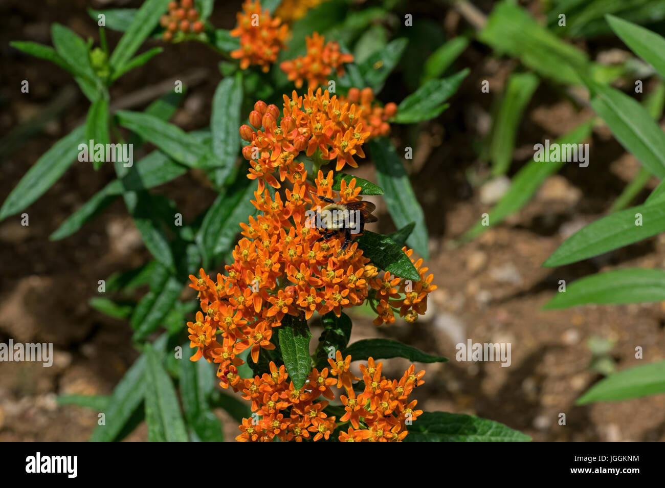 Hummel, der Mitglied der Gattung Bombus, Teil der Apidae auf Schmetterling Unkraut ist. Stockfoto